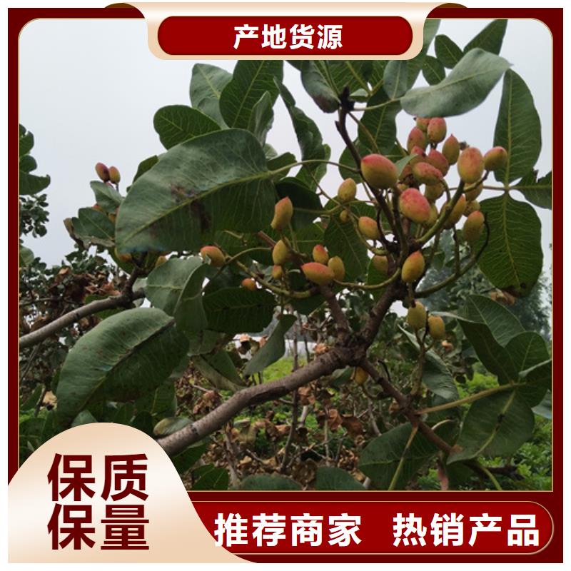 【开心果】苹果苗发货及时源头直供