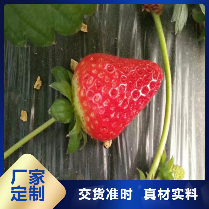 【草莓苗黄金苹果树苗优选厂商】价格有优势