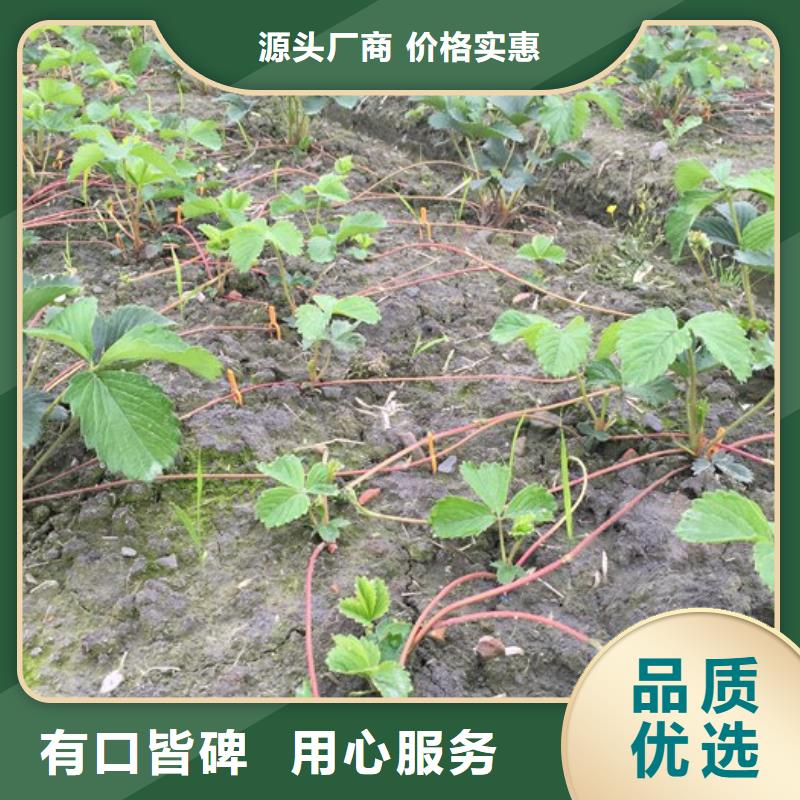 草莓苗梨树苗基地适用场景正规厂家