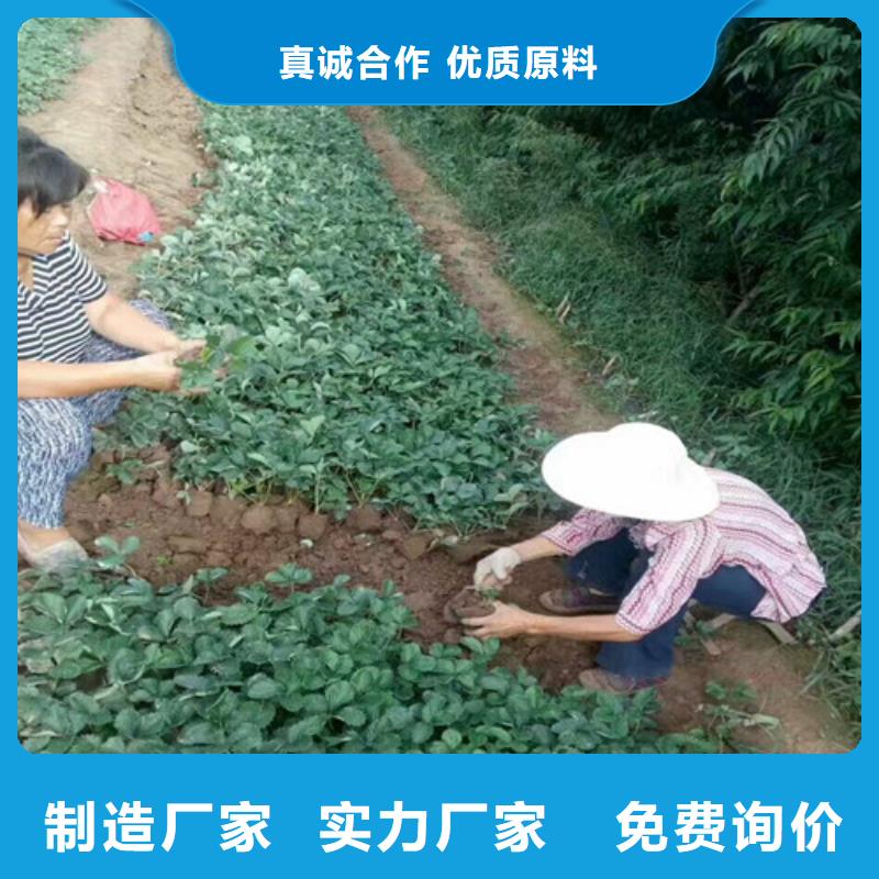 草莓苗_蟠枣树苗用心做好细节同城公司