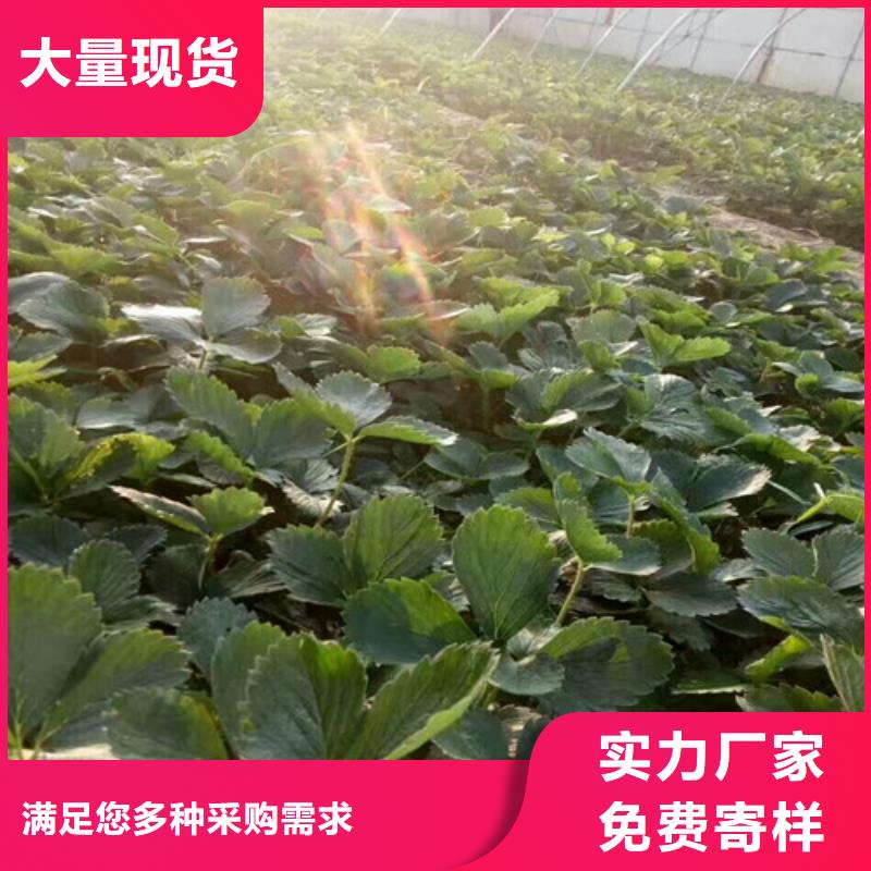 草莓苗【梨树苗】支持定制加工当地厂家