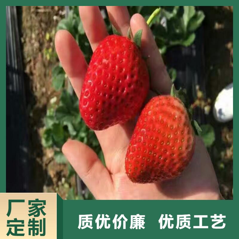 【草莓苗】梨树苗基地实力优品精工打造