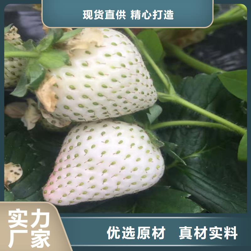 草莓苗大棚草莓苗一站式采购方便省心品质优良