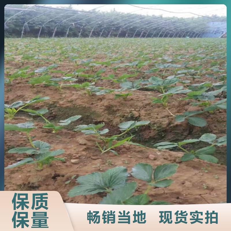 草莓苗桃树苗基地0中间商差价当地制造商