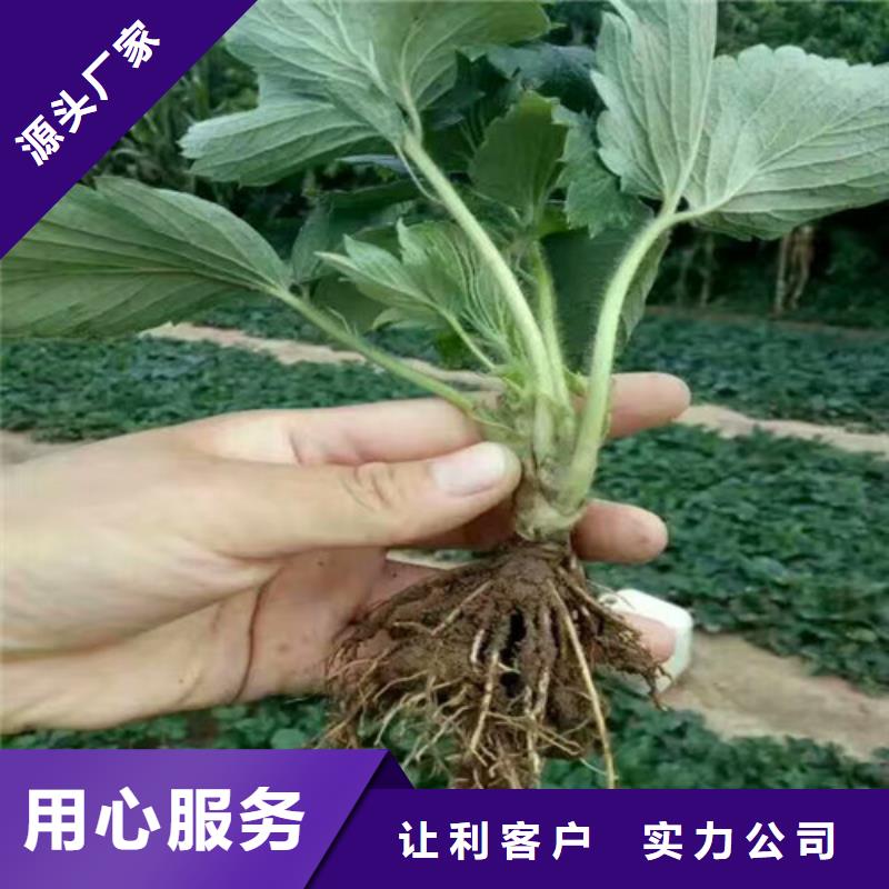 草莓苗-吉塞拉6号砧木产品性能当地生产商