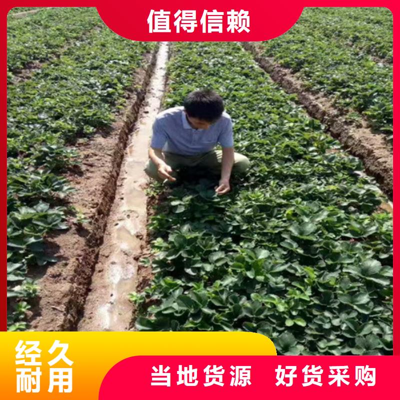 【草莓苗】大棚草莓苗为您精心挑选无中间商厂家直销