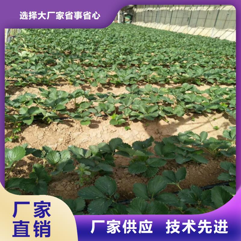 草莓苗蓝宝石葡萄树苗厂家直销大量现货保障产品质量