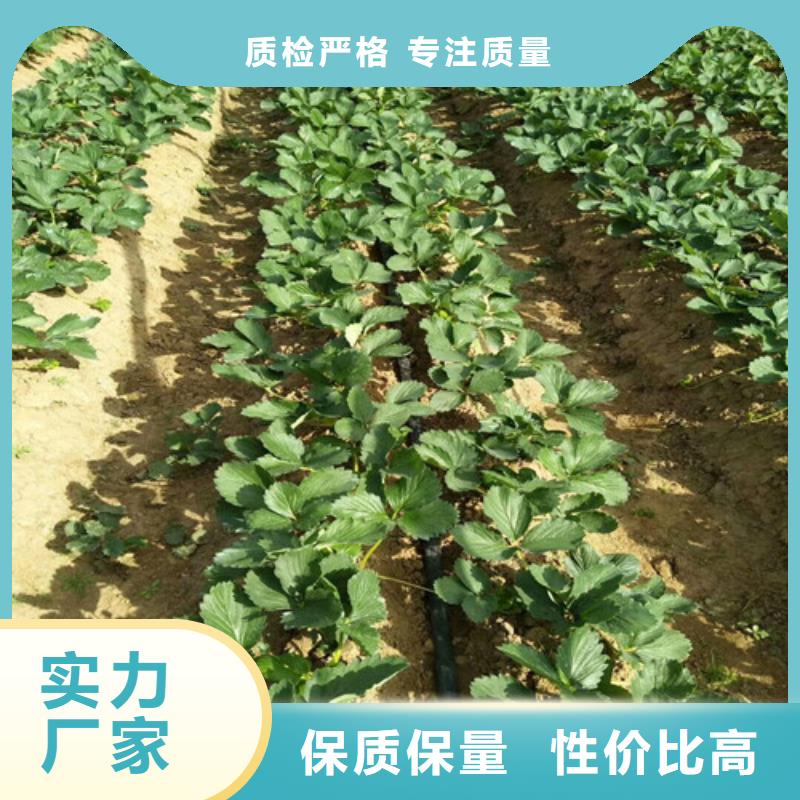 草莓苗樱桃苗质量为本支持货到付清