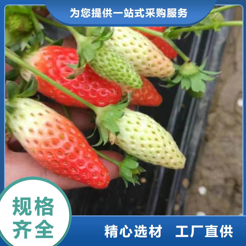 草莓苗【大棚草莓苗】产品优势特点客户好评