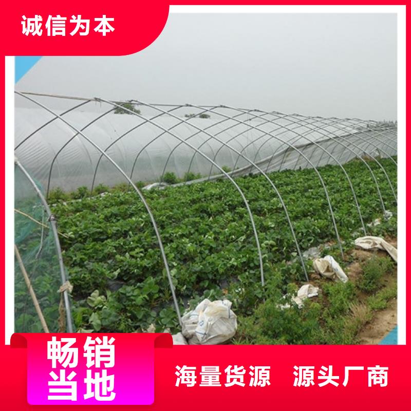 草莓苗果树苗批发基地随到随提不只是质量好