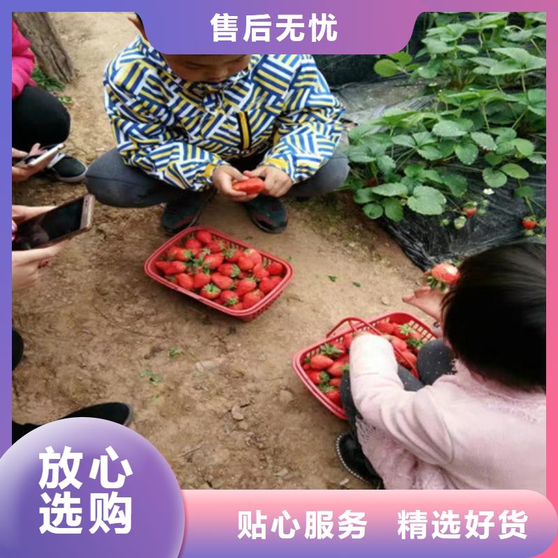 草莓苗黄金苹果树苗基地检验发货一站式采购商