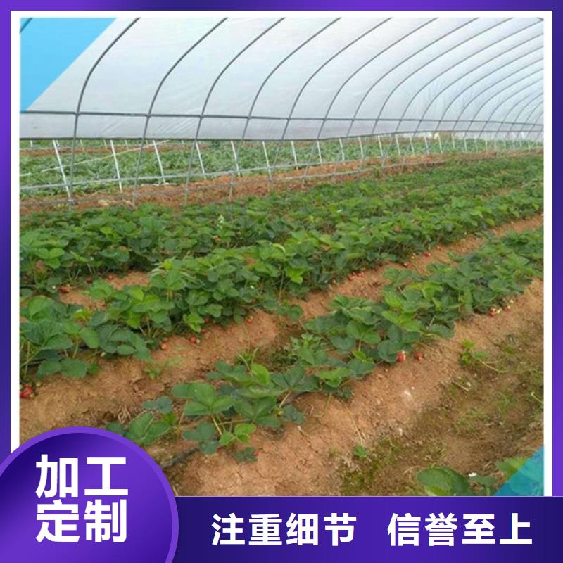 草莓苗大棚草莓苗选择我们没错实力大厂家