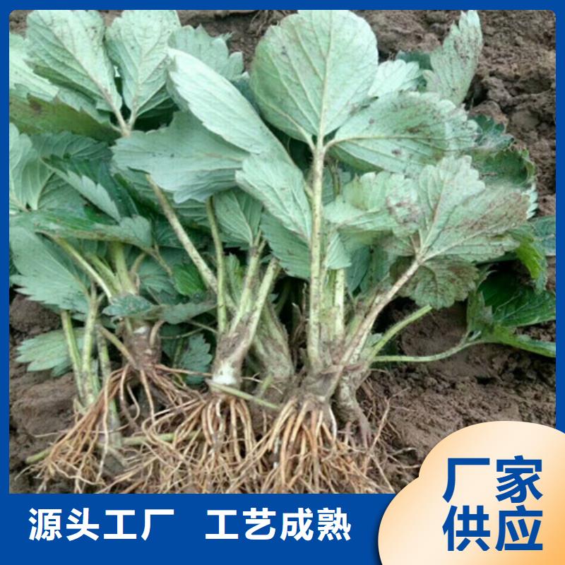 草莓苗黄金苹果树苗基地工厂采购交货准时