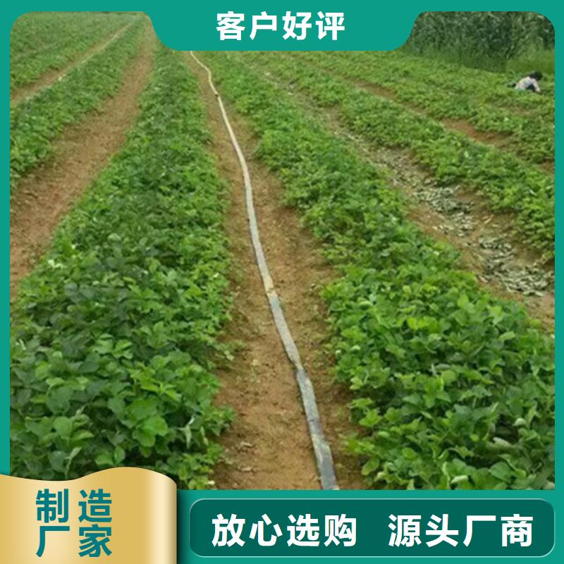 【草莓苗】草莓苗价格大品牌值得信赖同城厂家