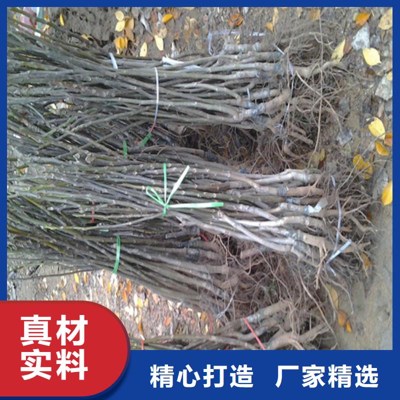 核桃苗大棚草莓苗多年行业积累当地厂家