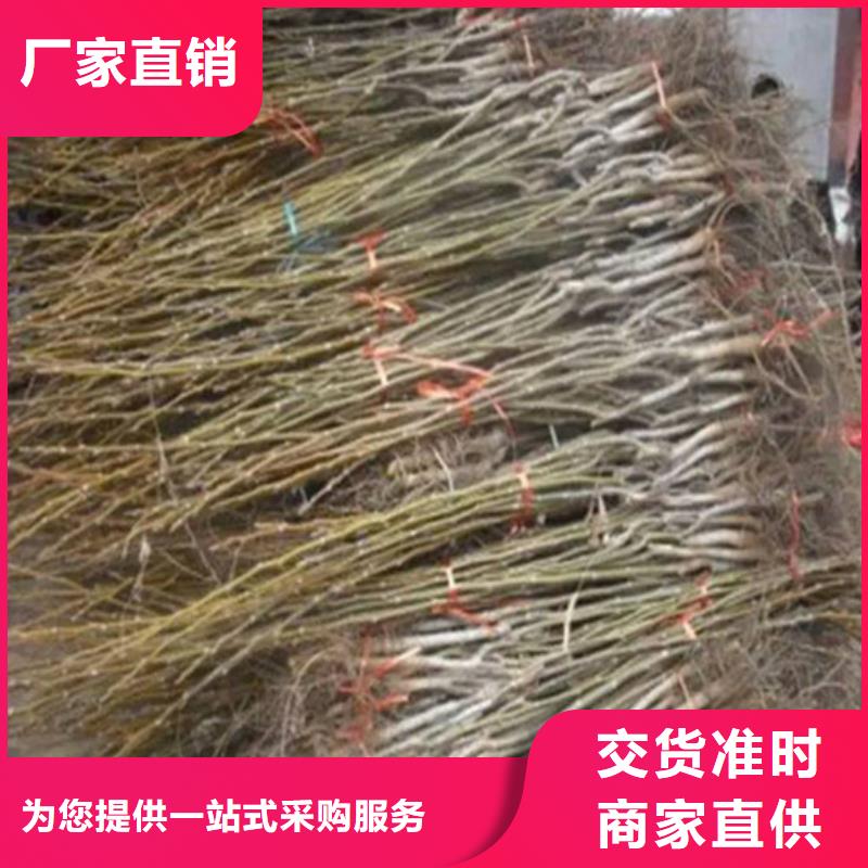 核桃苗【樱桃苗】源厂定制用好材做好产品