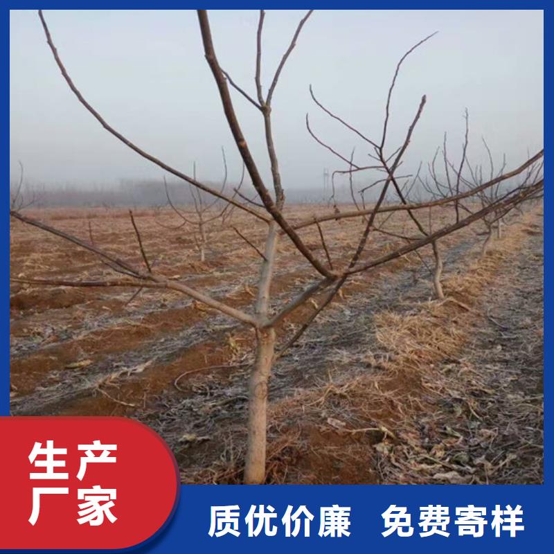 【核桃苗】冬雪蜜桃树苗材质实在同行低价