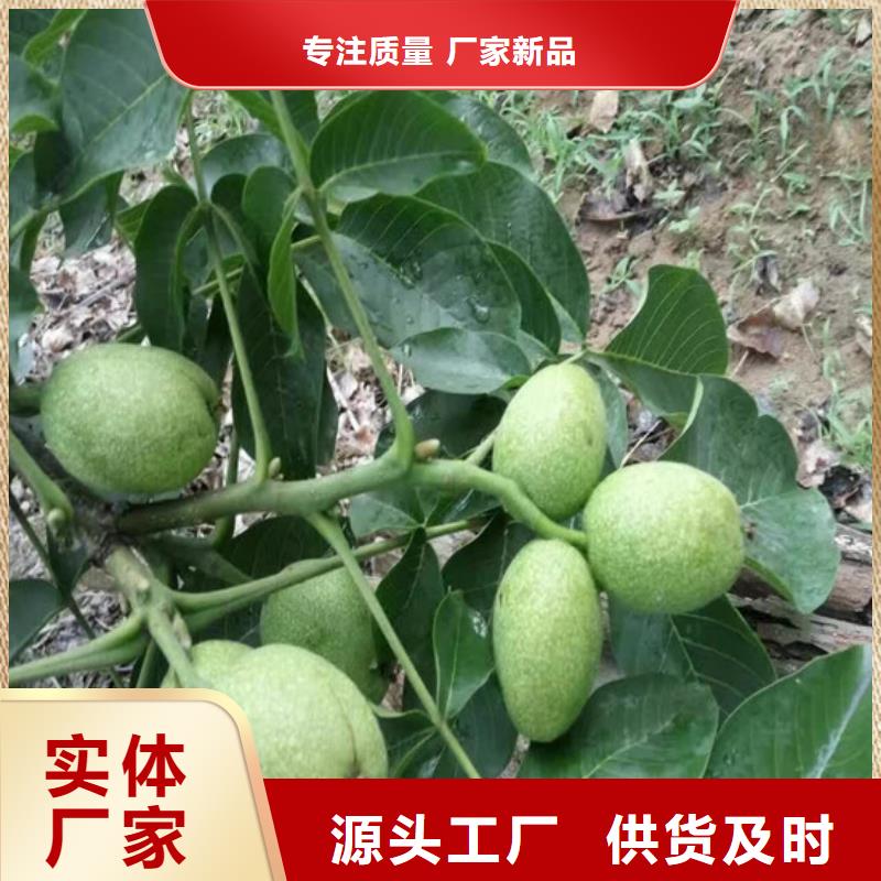 ​【核桃苗大棚草莓苗专心专注专业】附近公司