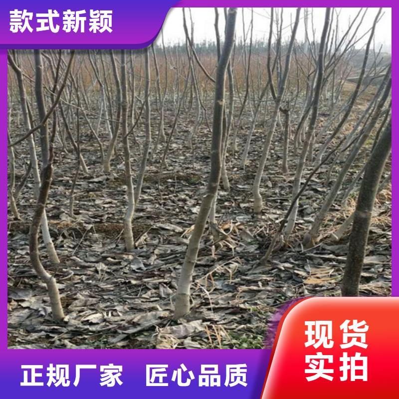 ​核桃苗_梨树苗基地海量现货助您降低采购成本