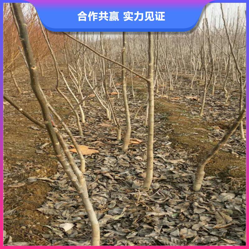 核桃苗黄宝石梨树苗现货充足量大优惠当地供应商