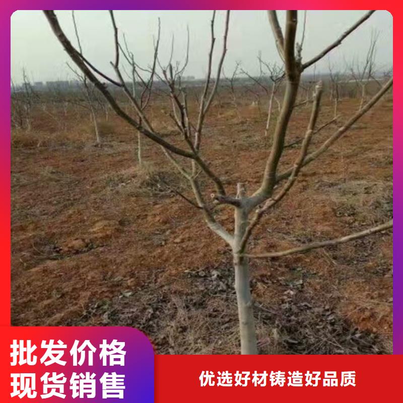 核桃苗草莓苗价格可定制有保障精益求精