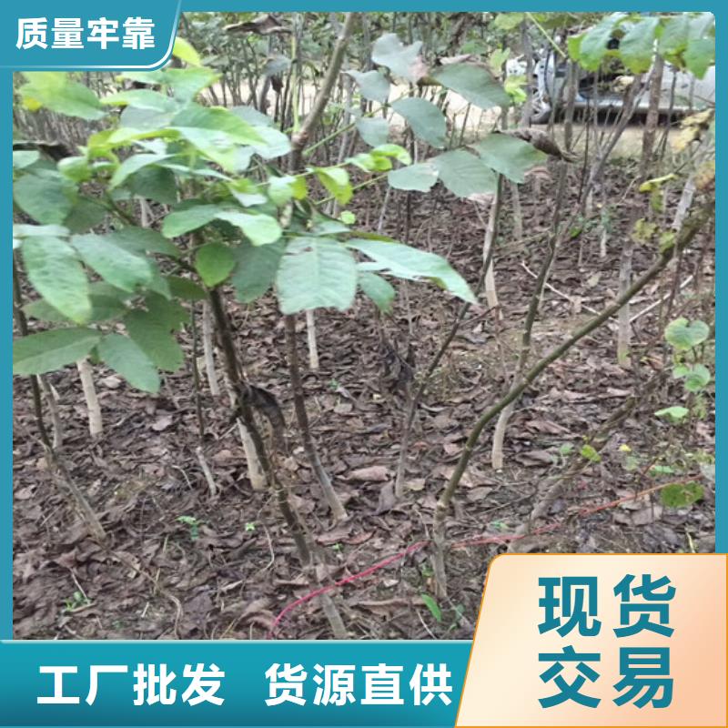 核桃苗【大棚草莓苗】选择我们选择放心安心购