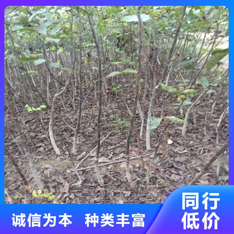 【核桃苗大棚草莓苗匠心制造】按需设计