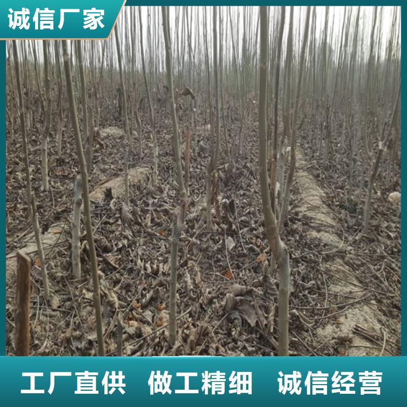 【核桃苗草莓产地采购】现货供应