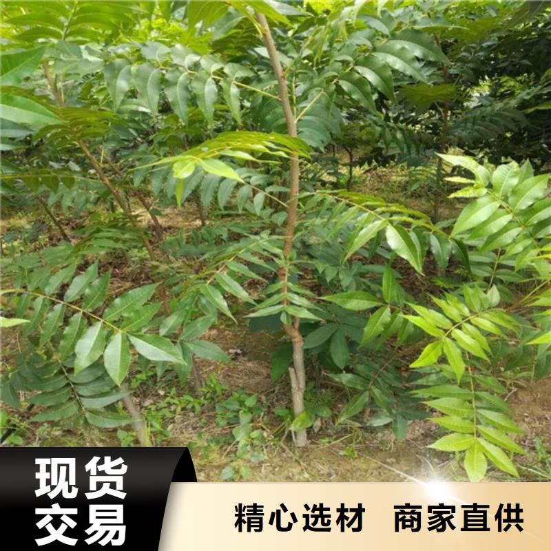 核桃苗【大红袍花椒苗】质量看得见附近制造商