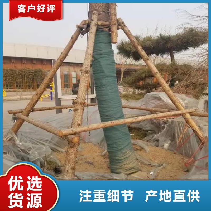 裹树布土工格栅厂家型号齐全现货充裕