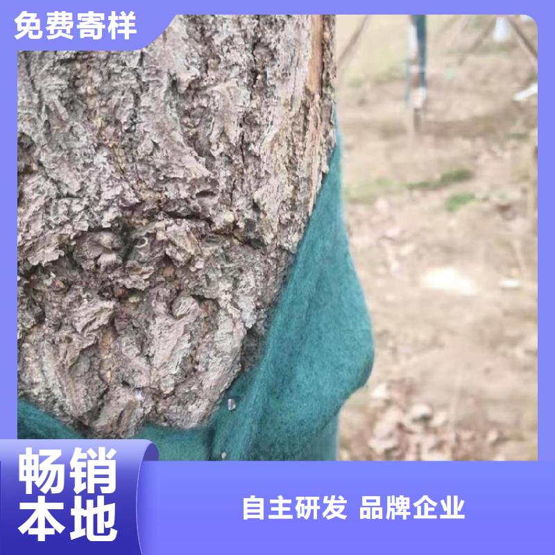 裹树布【防渗膜】适用范围广同城公司