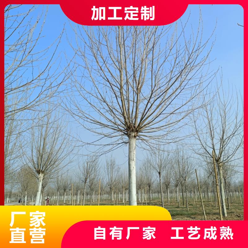 法桐-金叶槐自营品质有保障实地大厂