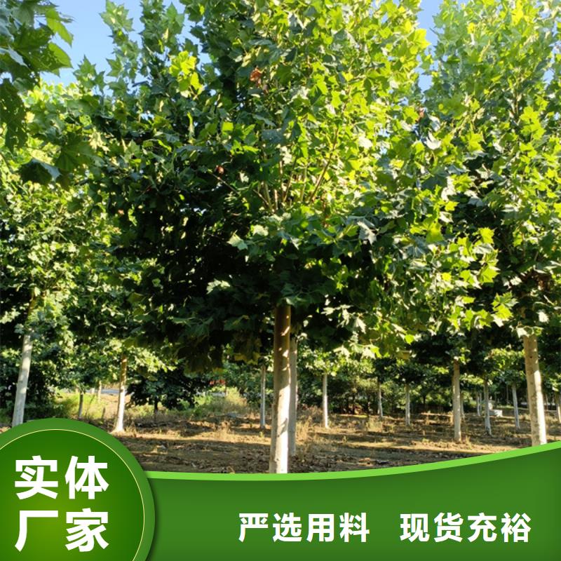 【法桐厂家型号齐全】经验丰富质量放心