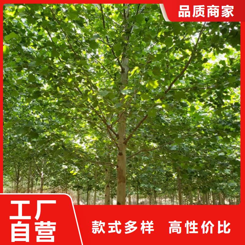 法桐,五角枫卓越品质保障厂家直销