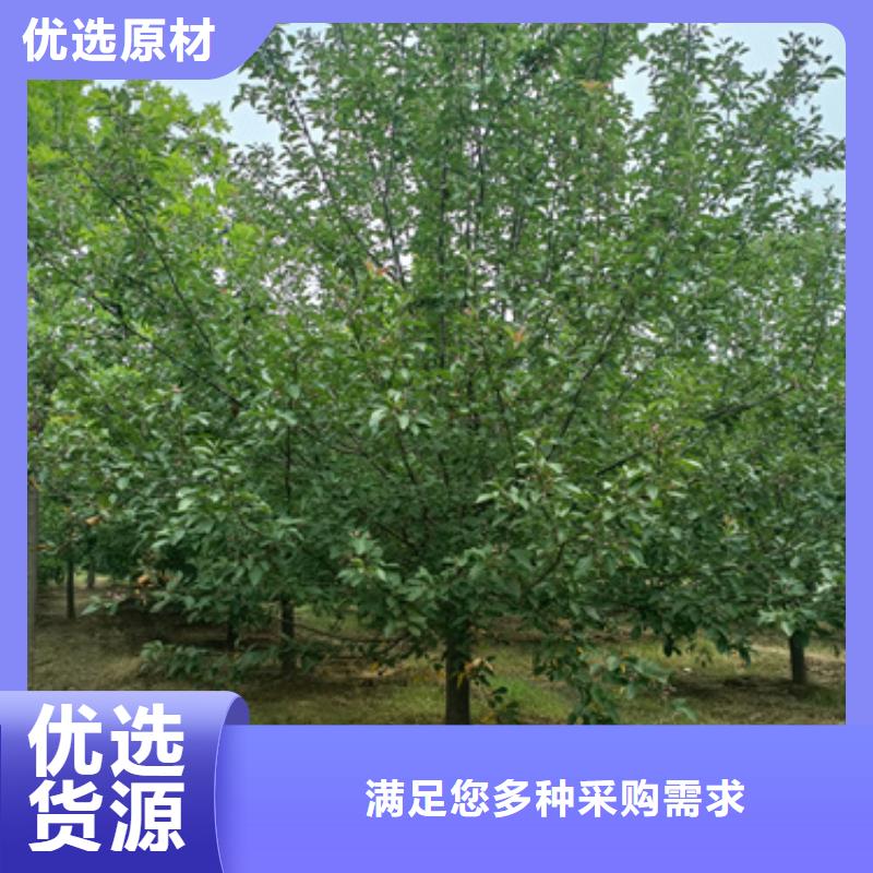 法桐【金叶复叶槭】好产品不怕比本地品牌
