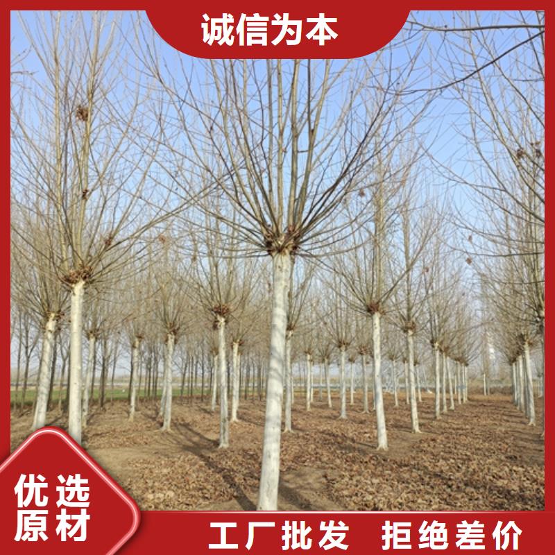 法桐白蜡厂家直销值得选择现货充裕