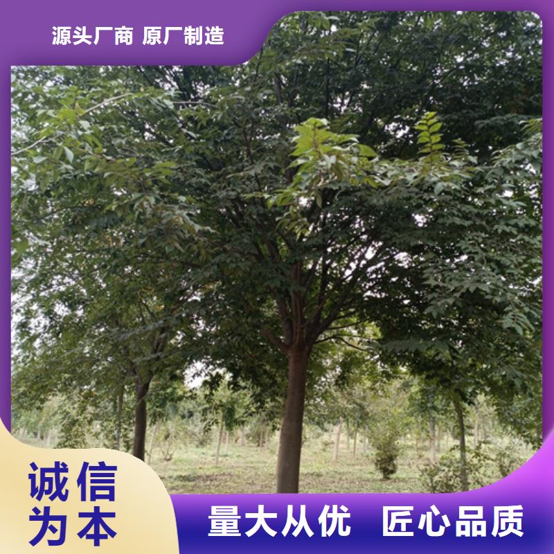 法桐细节展示供应采购