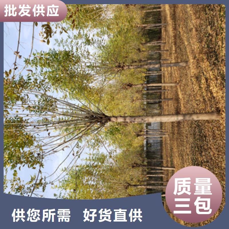【法桐】美国红枫质量可靠懂您所需