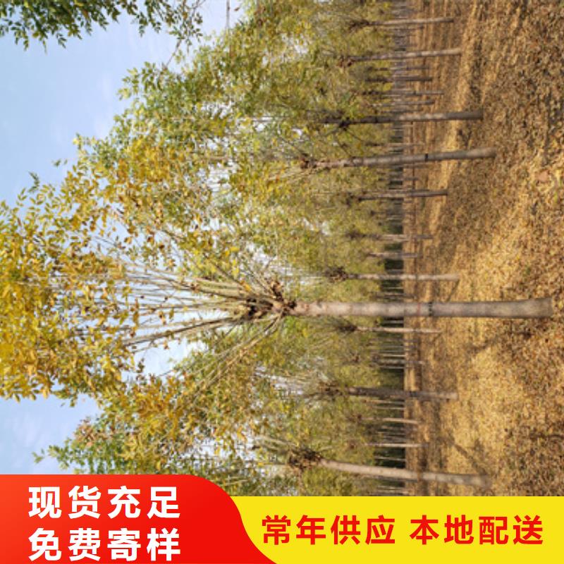 法桐,金叶白蜡优质原料质量牢靠