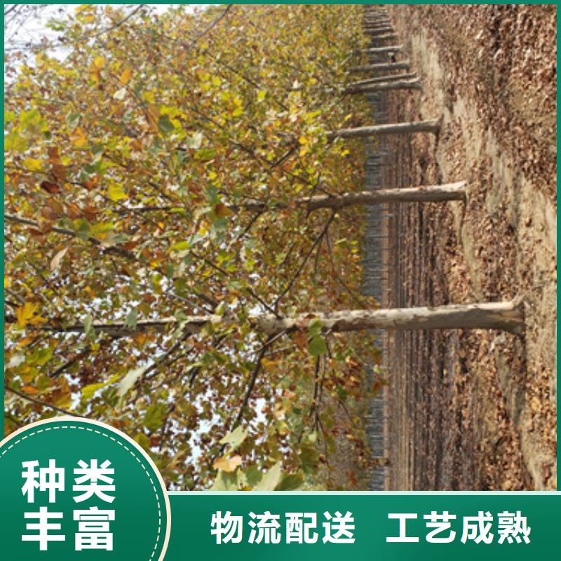 法桐-白蜡认准大品牌厂家助您降低采购成本