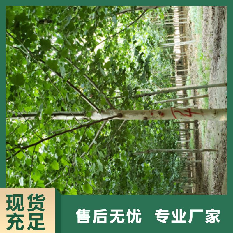 【法桐】西府海棠高质量高信誉源厂直接供货