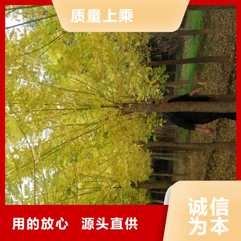 【法桐,国槐技术先进】匠心品质