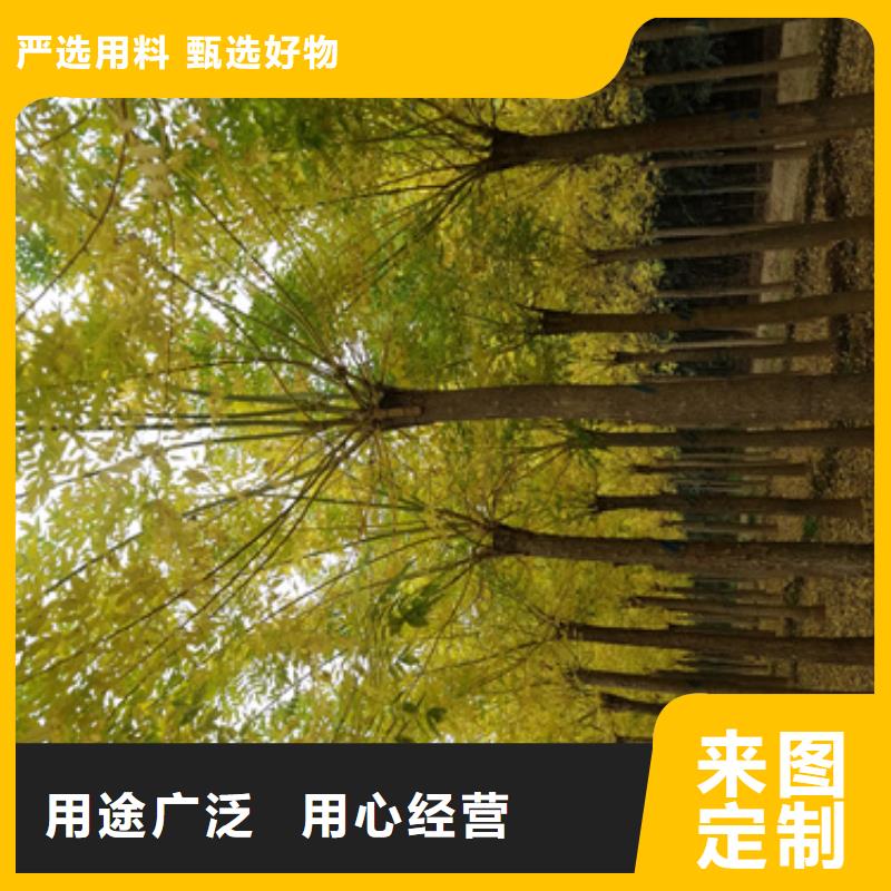 法桐_金叶复叶槭超产品在细节本地供应商