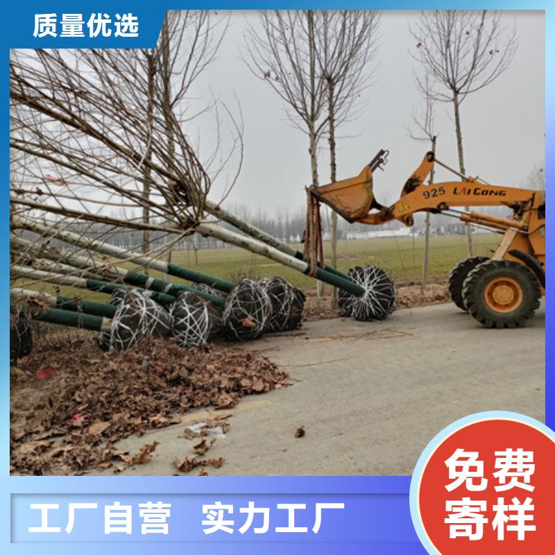法桐-【白蜡】本地厂家值得信赖货品齐全