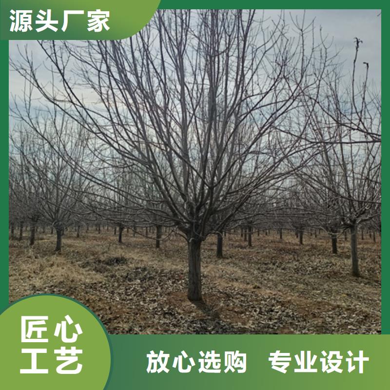 法桐-国槐来图加工定制本地品牌