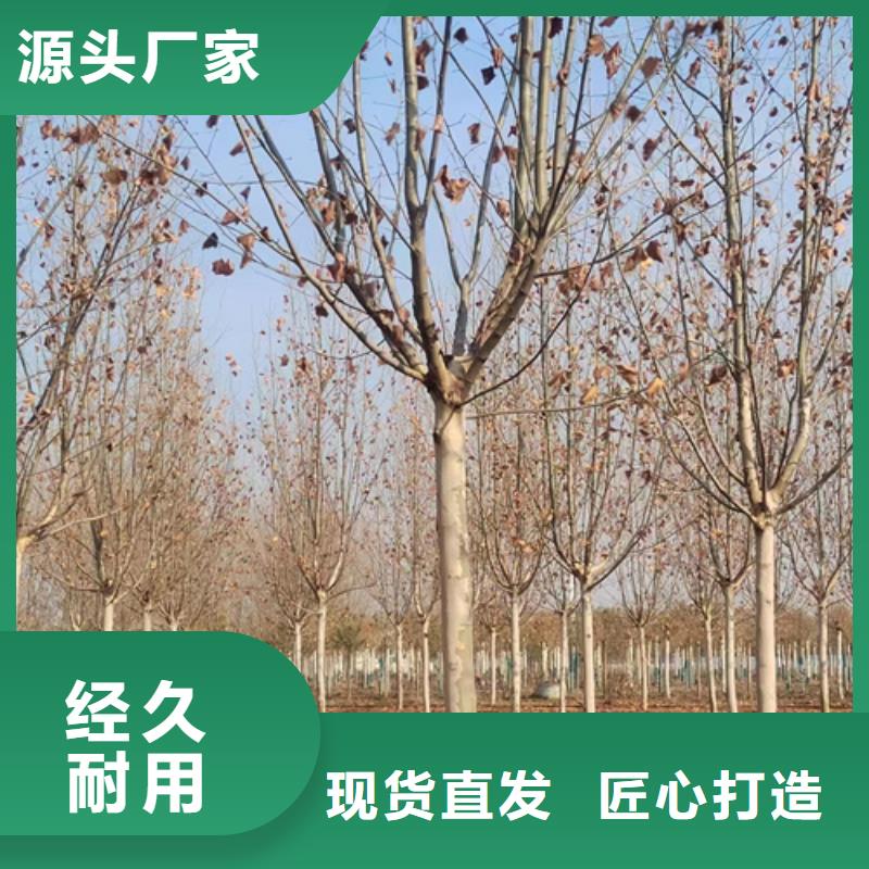 法桐国槐专业生产厂家精工打造