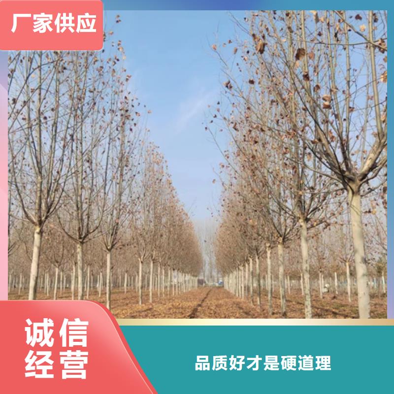 法桐_垂丝海棠批发供应优质原料