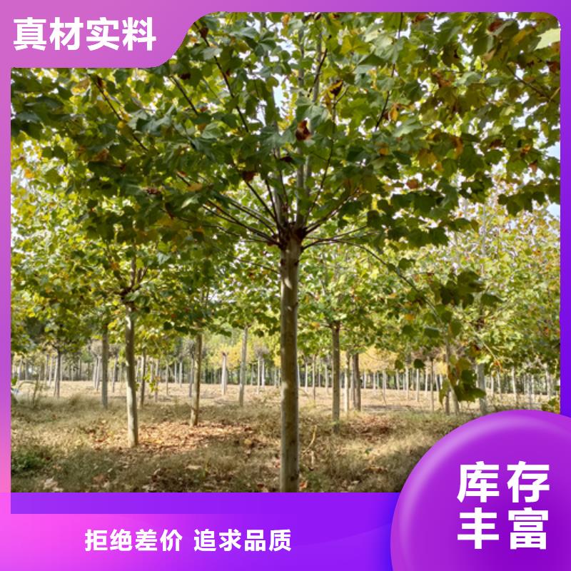 法桐垂丝海棠大品牌值得信赖超产品在细节