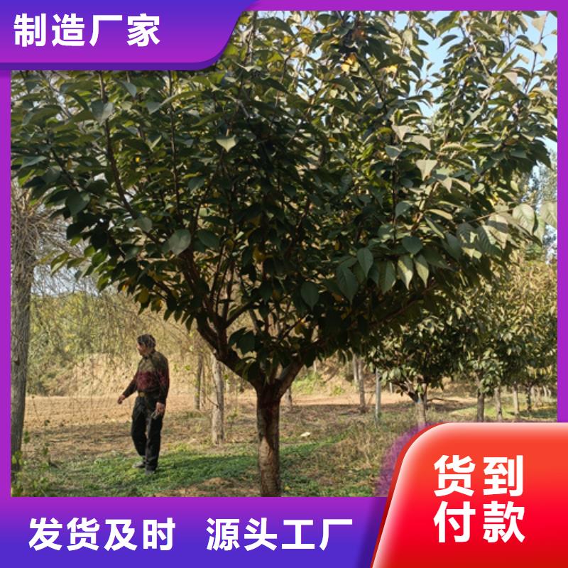 【法桐西府海棠多行业适用】品质有保障