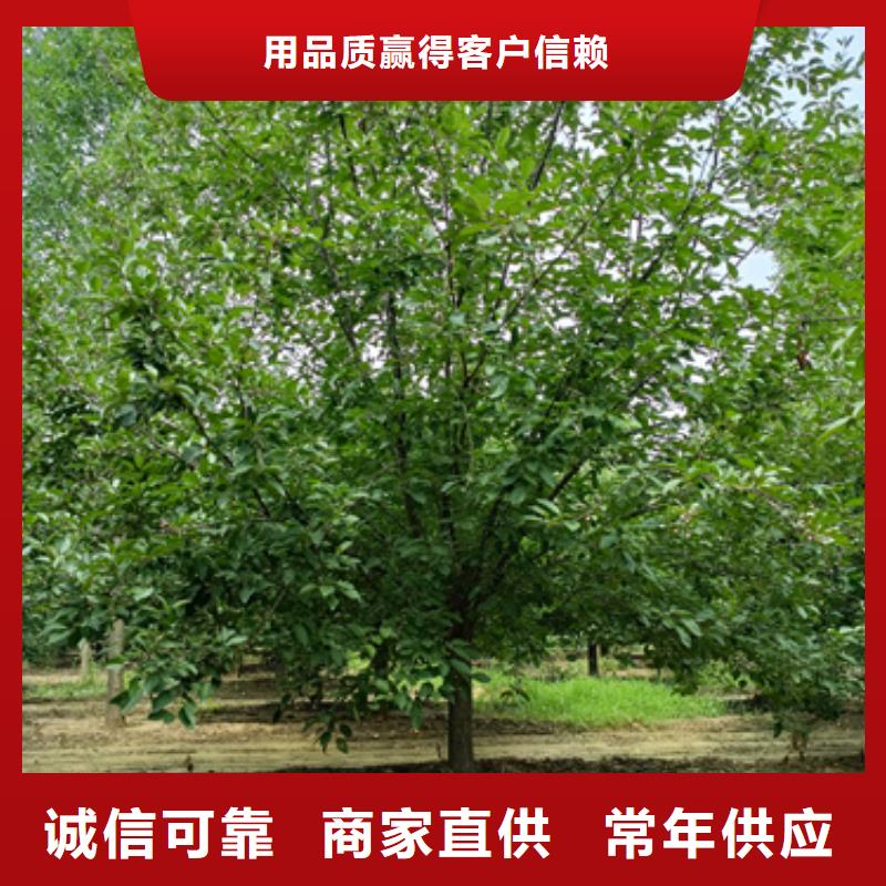 法桐_白蜡欢迎来电咨询同城生产厂家